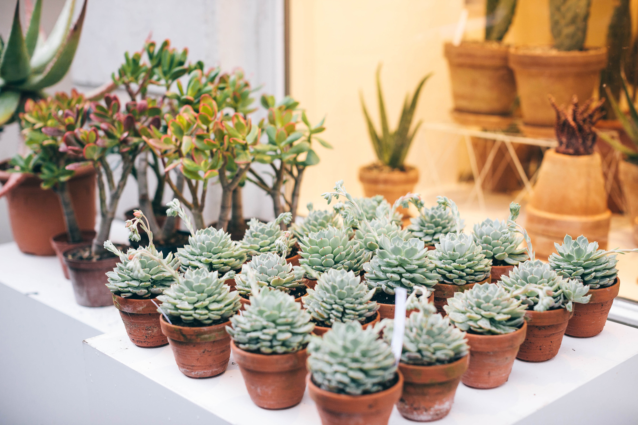 Kaktus Købenvahn is a newly opened boutique dedicated to selling cacti and succulents