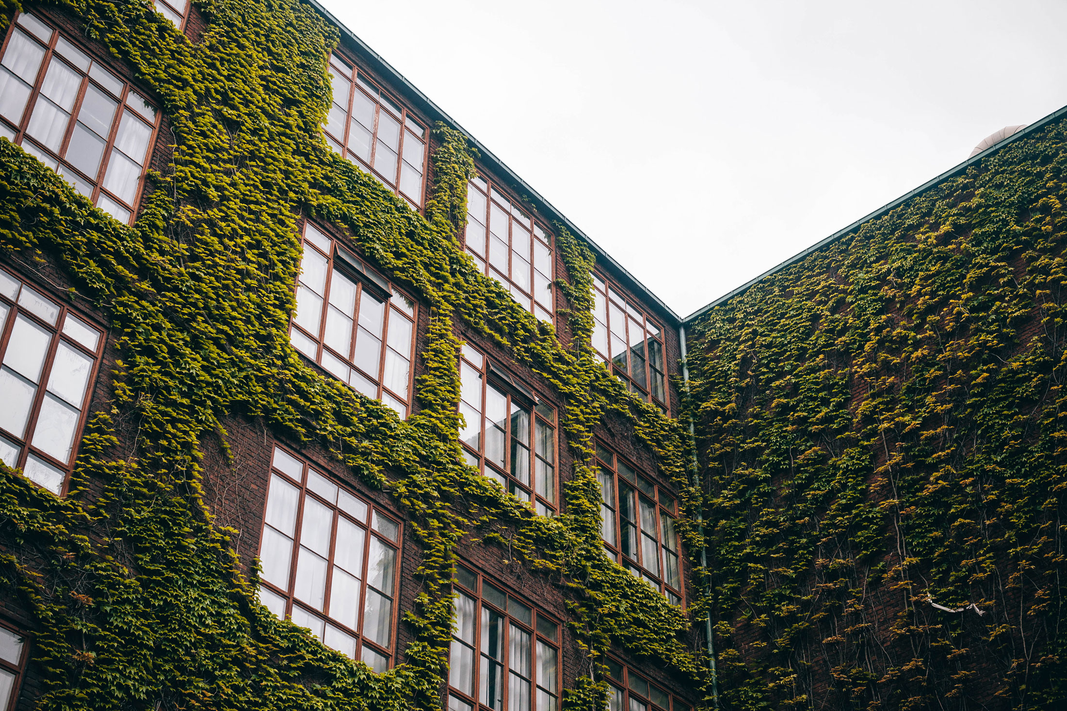Ivy walls somewhere in Nørrebro, Copenhagen