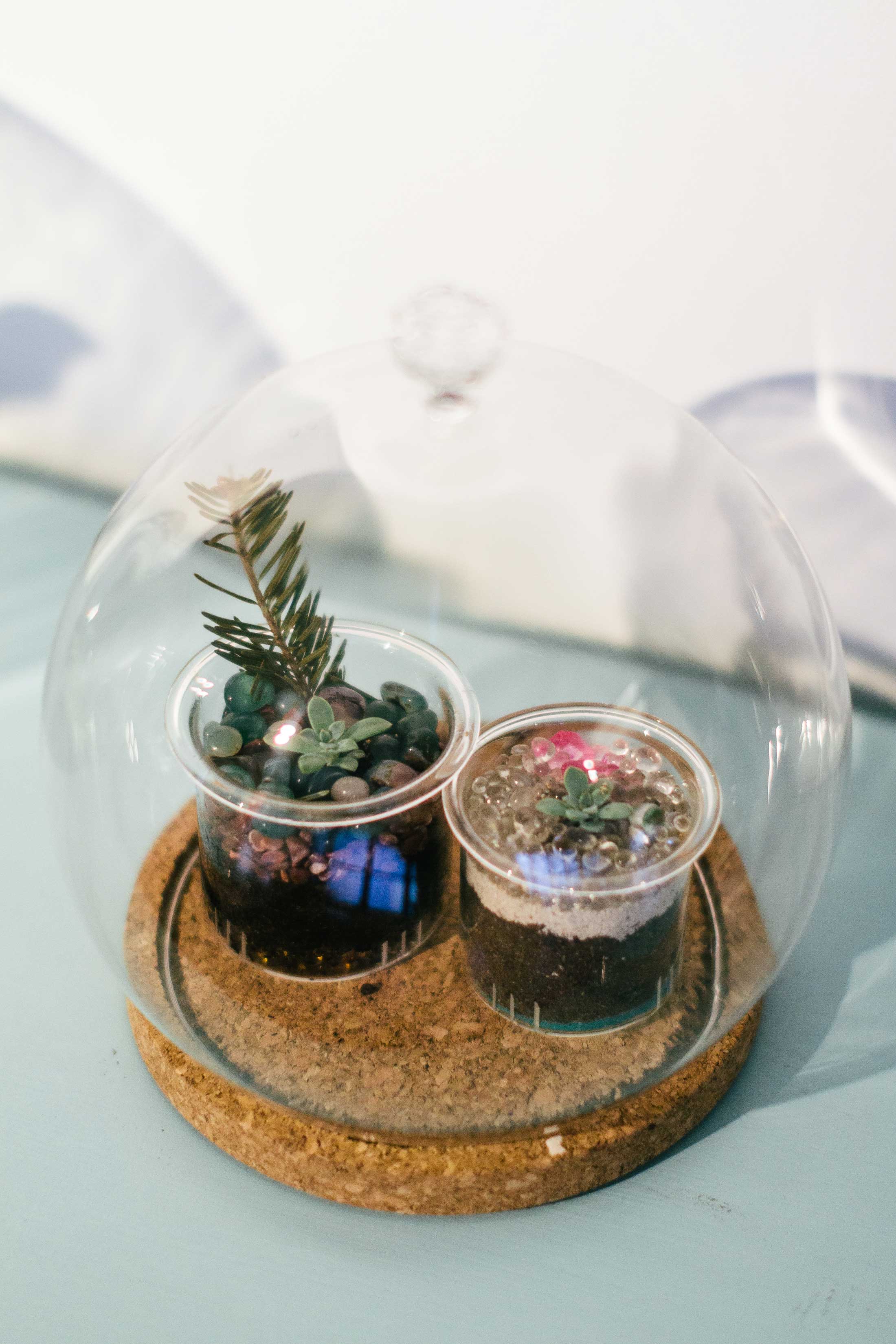 Glass dome with plants