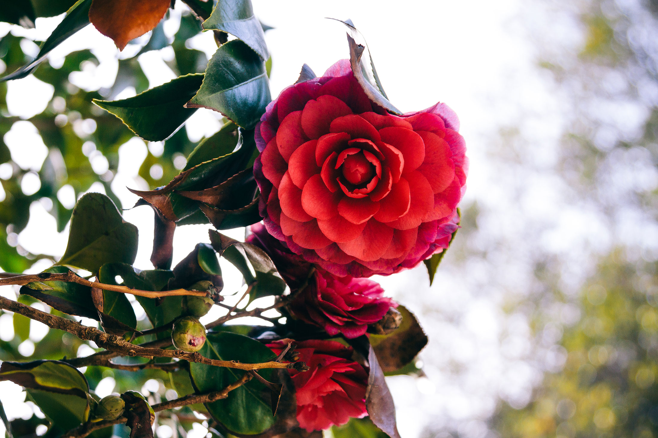 Camellia Flowers in California