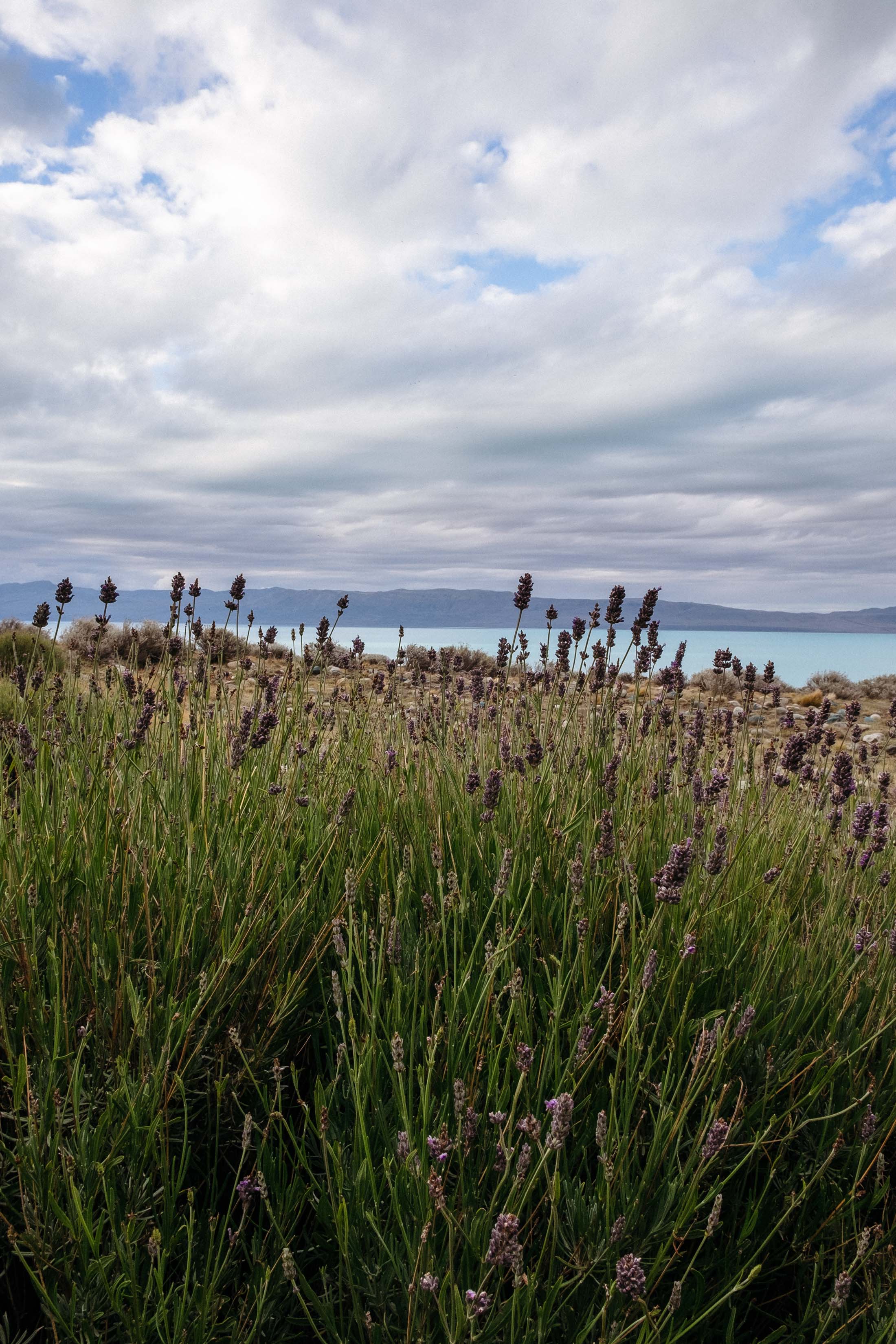 Wildflowers in El Calafate, Patagonia