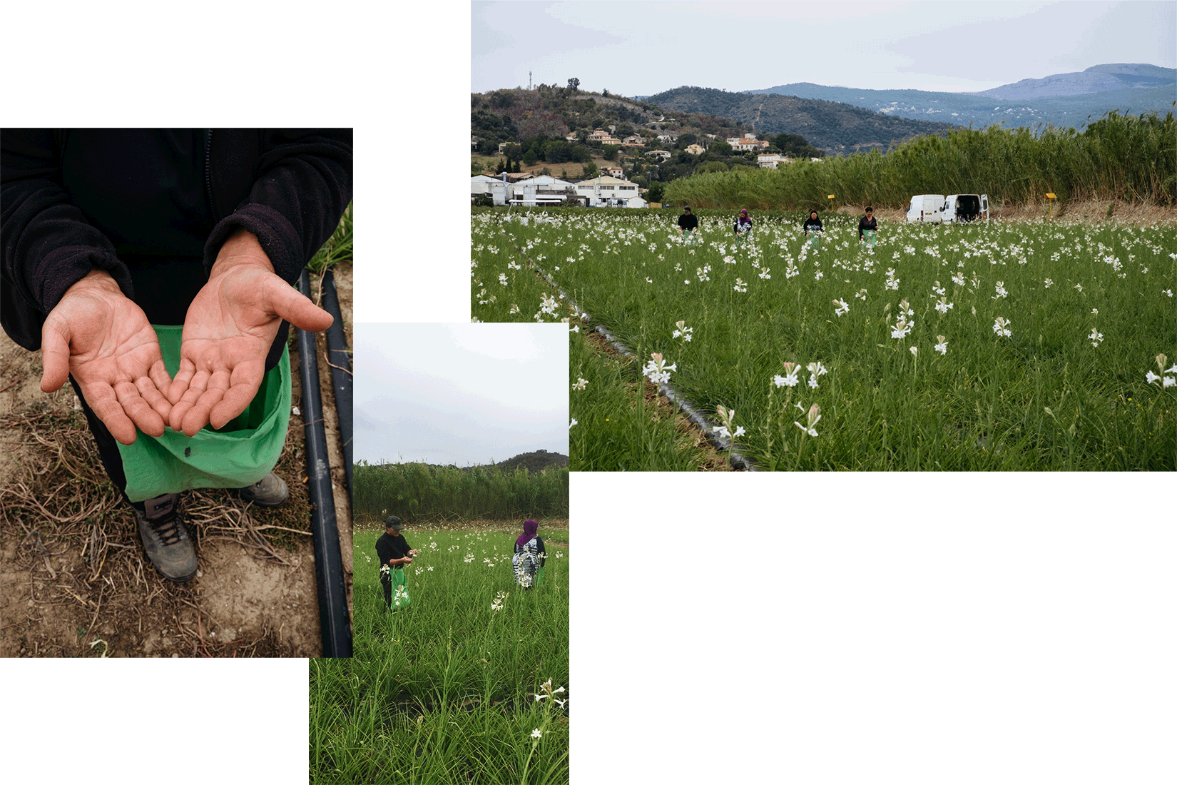 How the Tuberose flower gets plucked and harvested from its stem. Grasse, France.